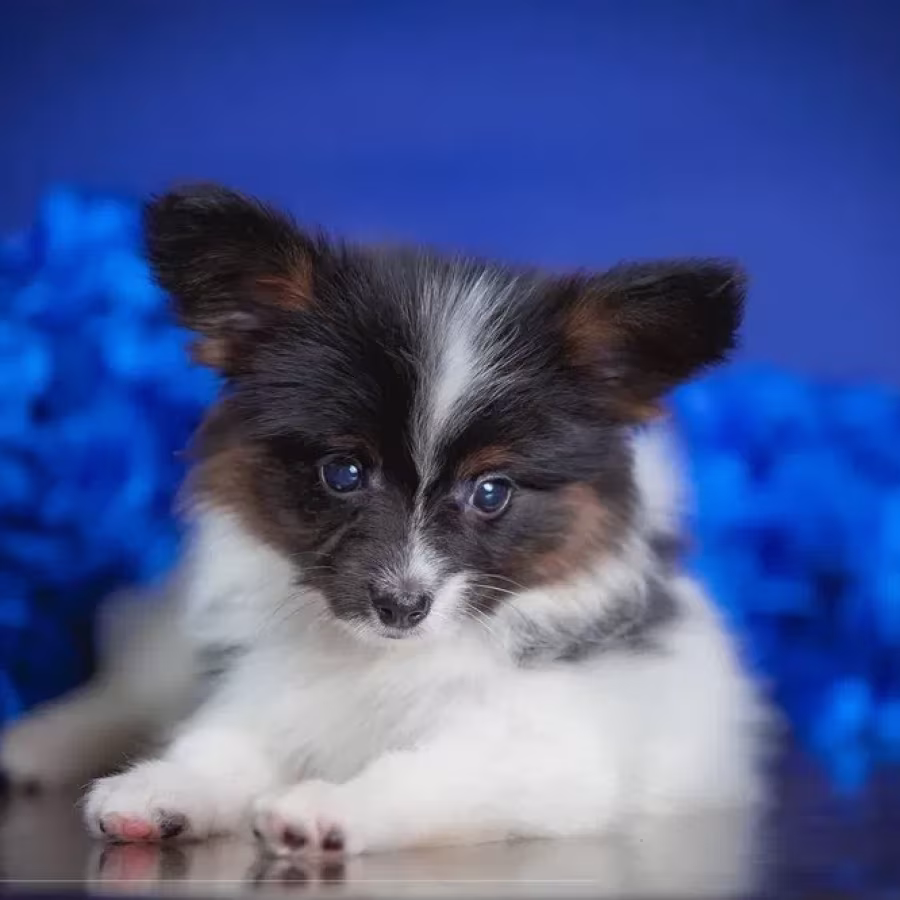Adorable Papillon Puppies for Sale | Healthy & Socialized!