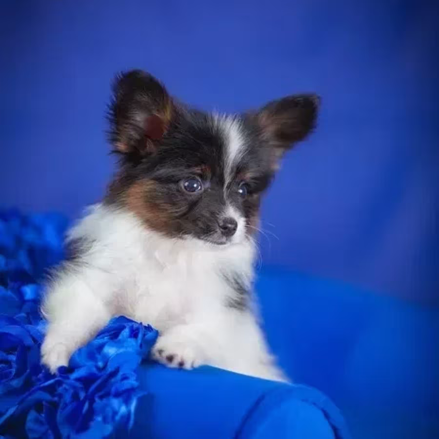 Adorable Papillon Puppies for Sale | Healthy & Socialized!