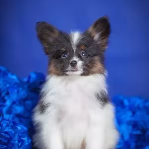Adorable Papillon Puppies for Sale | Healthy & Socialized!