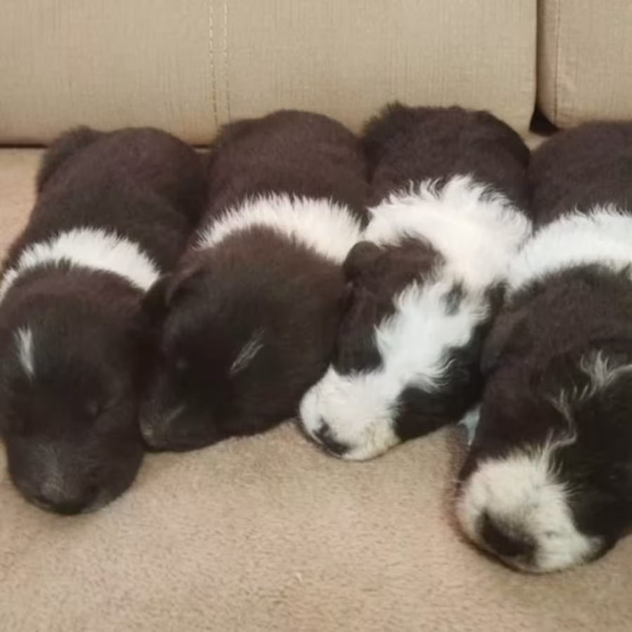Collie Puppies Boys and Girls Available for Reservation in Fort Wor...