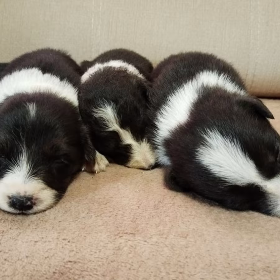 Collie Puppies Boys and Girls Available for Reservation in Fort Wor...