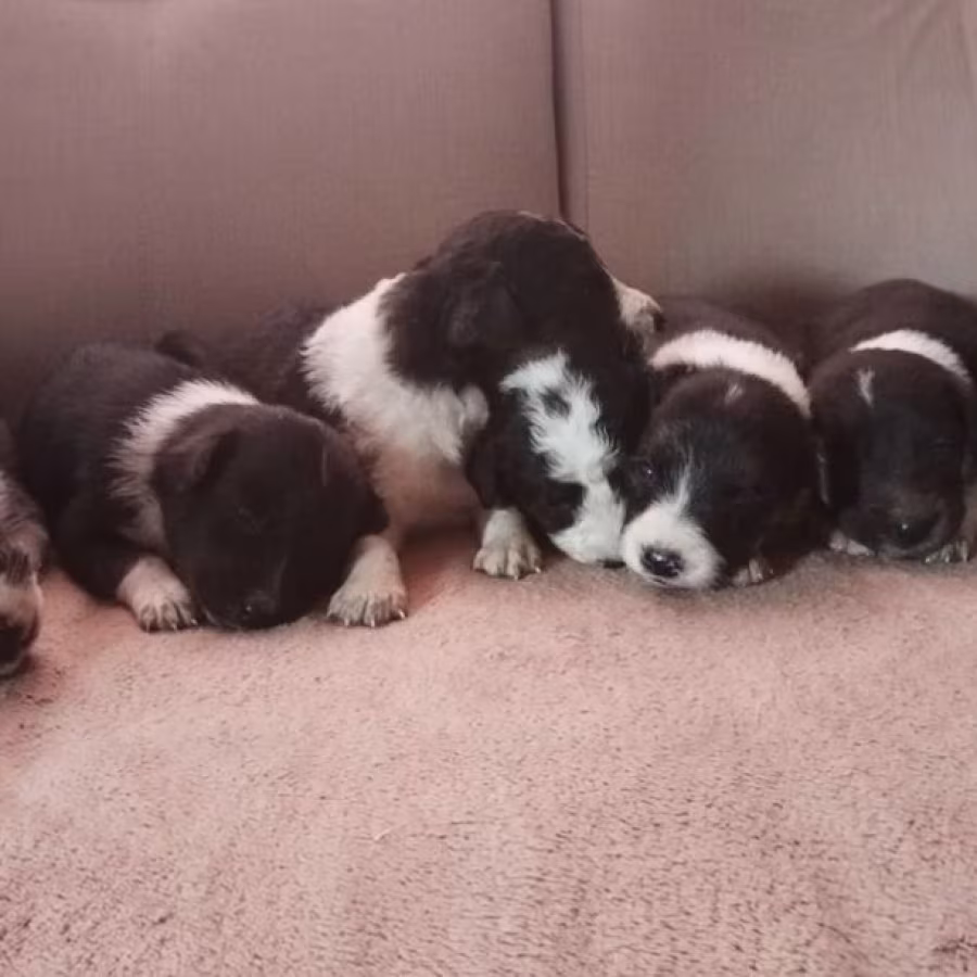 Collie Puppies Boys and Girls Available for Reservation in Fort Wor...