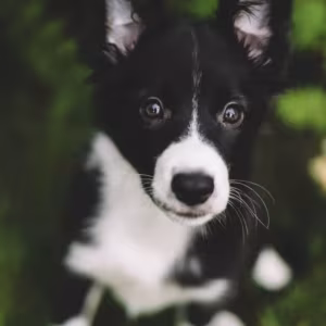 Collie Girl and Boy for Sale in Queens (NY)