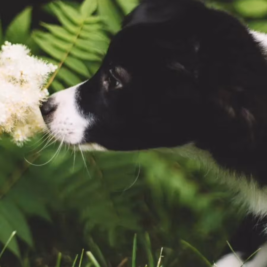 Collie Girl and Boy for Sale in Queens (NY)