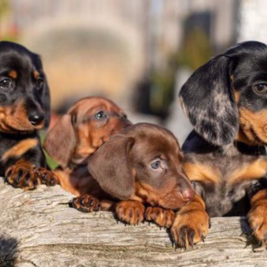 Purebred Dachshund Puppies Looking for a Home in San Antonio (TX)