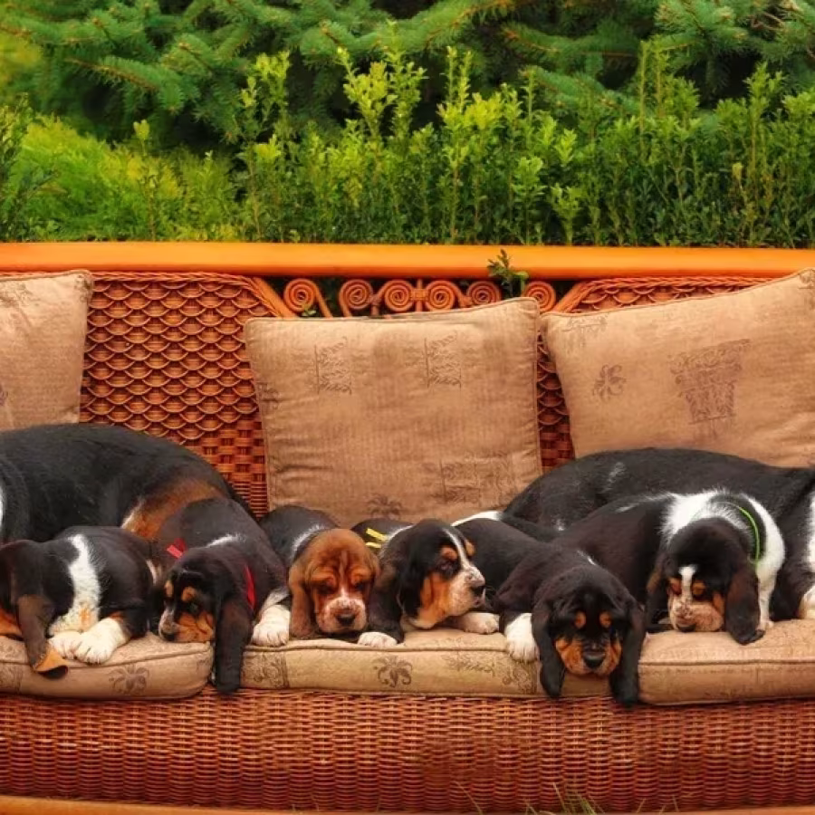 Adorable Basset Hound Puppies for Sale | Healthy & Lovable Companions!