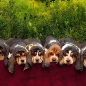 Adorable Basset Hound Puppies for Sale | Healthy & Lovable Companions!