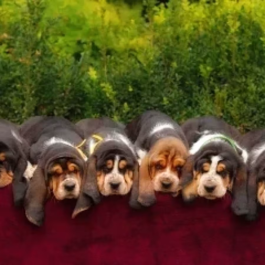 Adorable Basset Hound Puppies for Sale | Healthy & Lovable Companions!