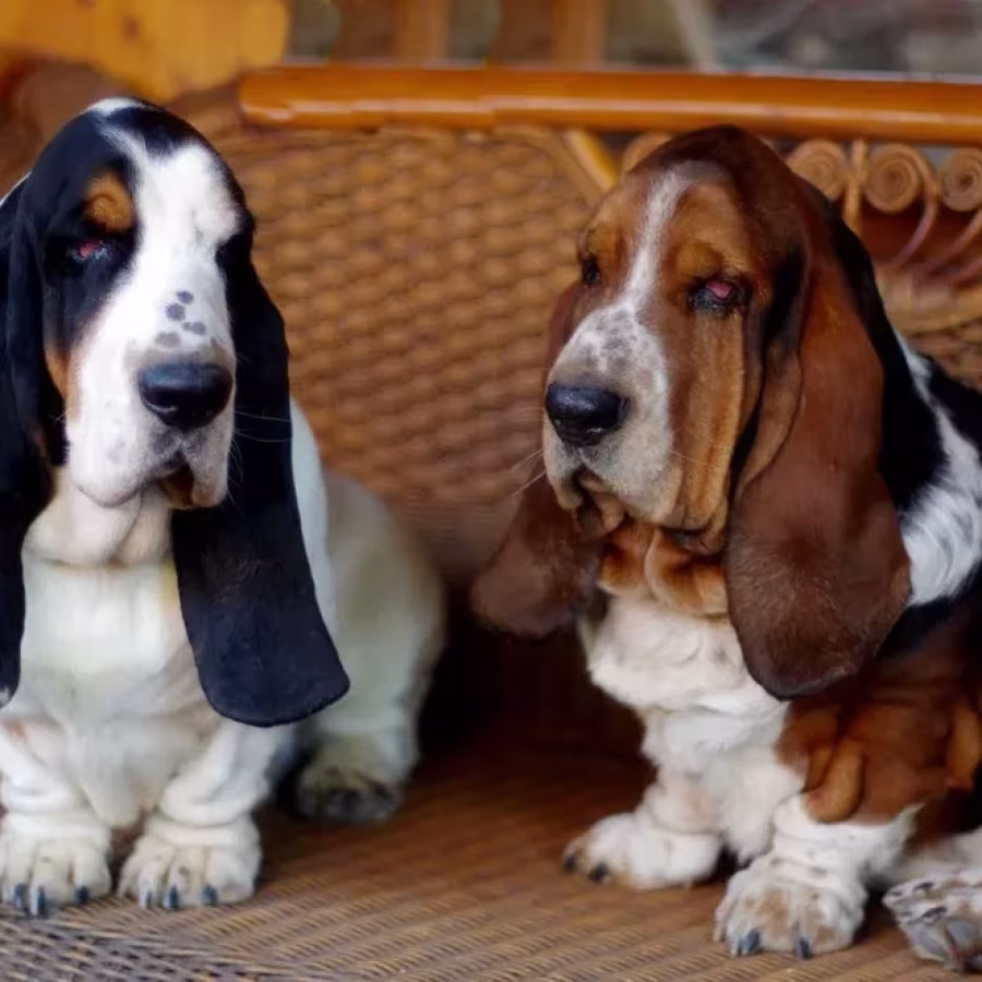 Adorable Basset Hound Puppies for Sale | Healthy & Lovable Companions!