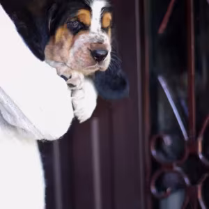 Adorable Basset Hound Puppies for Sale | Healthy & Lovable Companions!