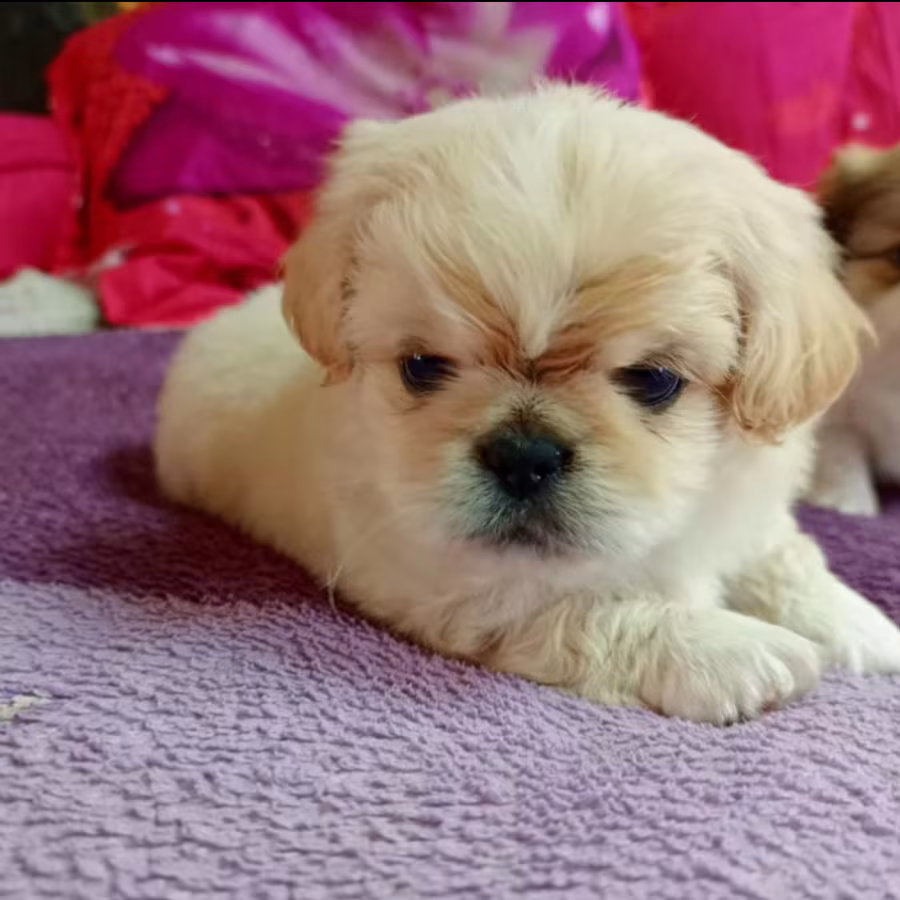 Female Pekingese Puppy for Sale  San Antonio, TX