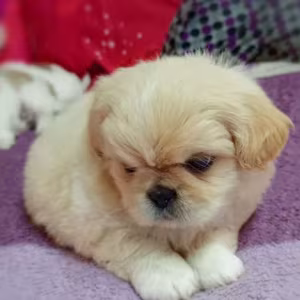 Female Pekingese Puppy for Sale  San Antonio, TX