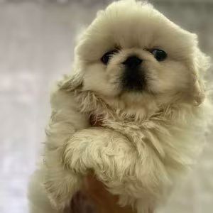 Male Pekingese Puppy for Sale  Chicago, IL