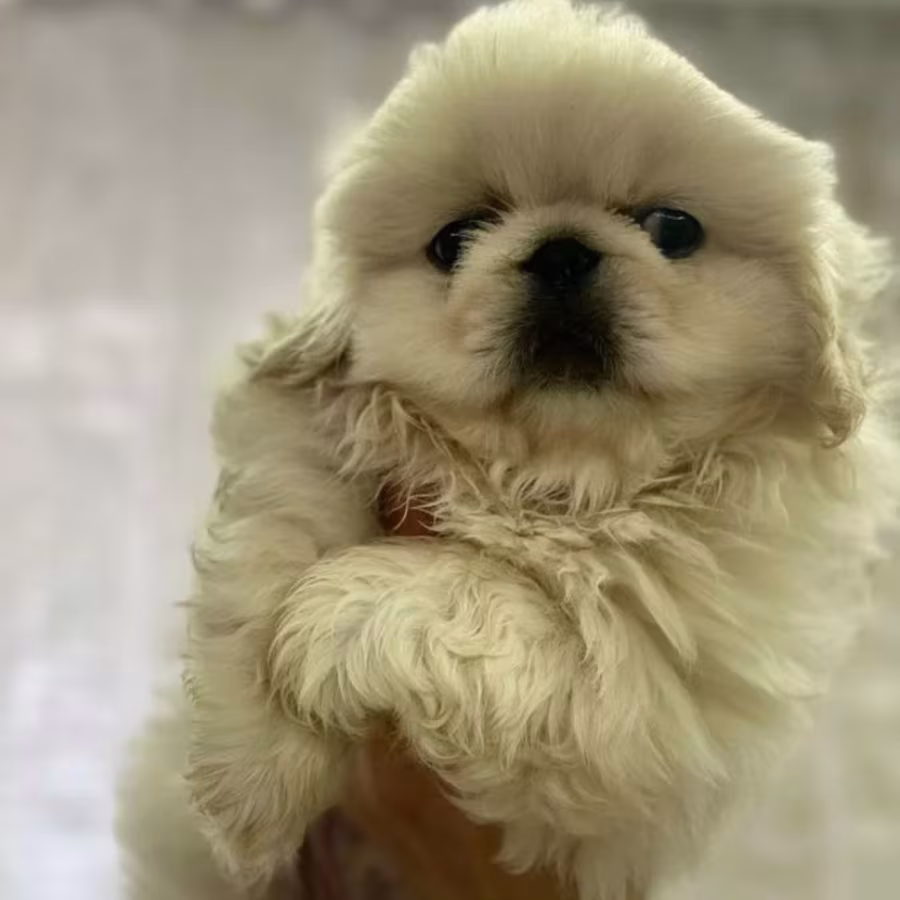 Male Pekingese Puppy for Sale  Chicago, IL