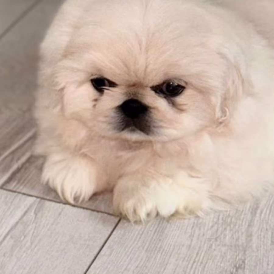Male Pekingese Puppy for Sale  Chicago, IL