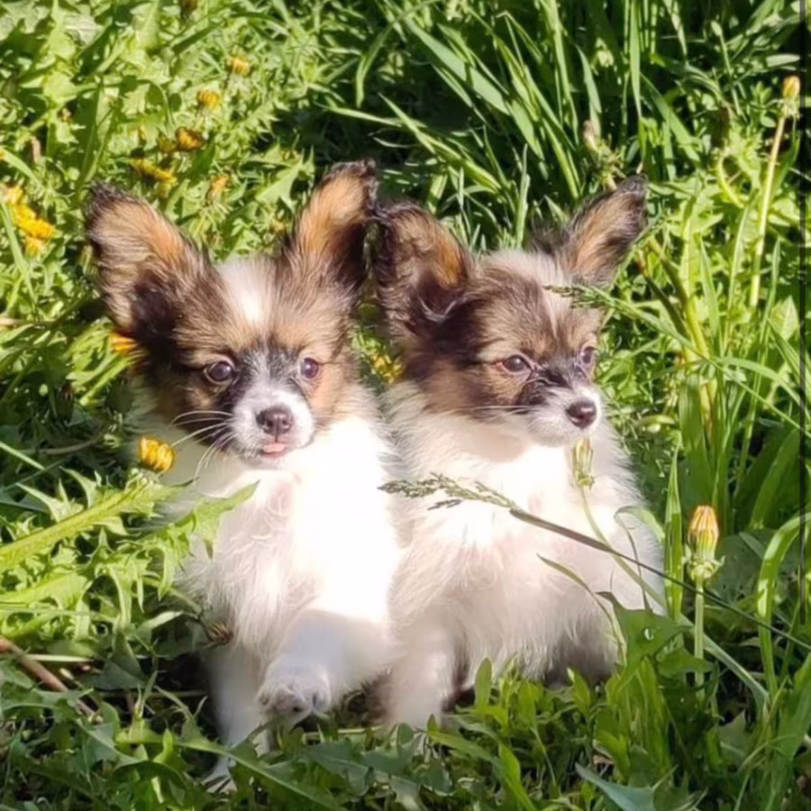 Papillon Puppies for Sale from a Breeder  Denver, CO