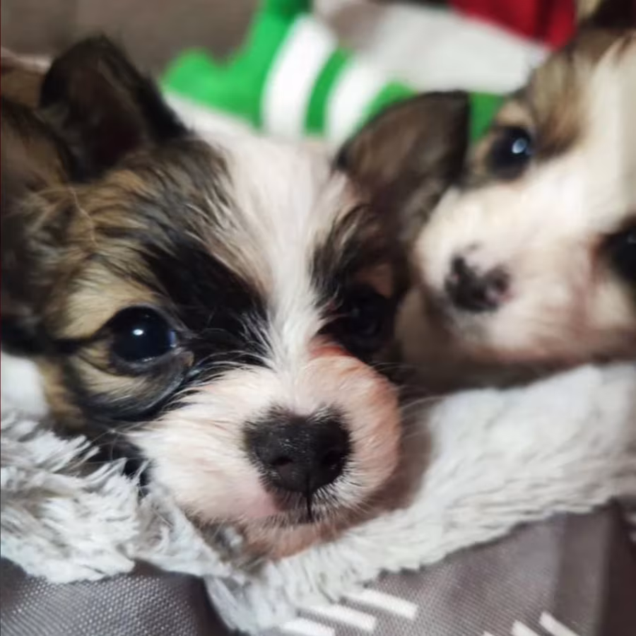 Papillon Puppies for Sale  2 Boys and 1 Girl  San Jose, CA