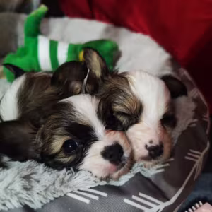 Papillon Puppies for Sale  2 Boys and 1 Girl  San Jose, CA