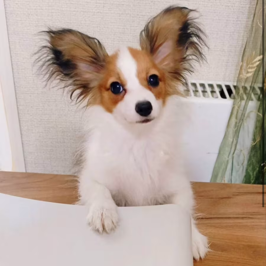 Female Papillon Puppy for Sale  12 Weeks Old  Fort Worth, TX