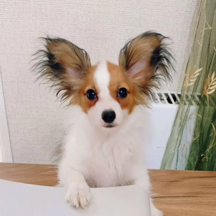 Female Papillon Puppy for Sale  12 Weeks Old  Fort Worth, TX