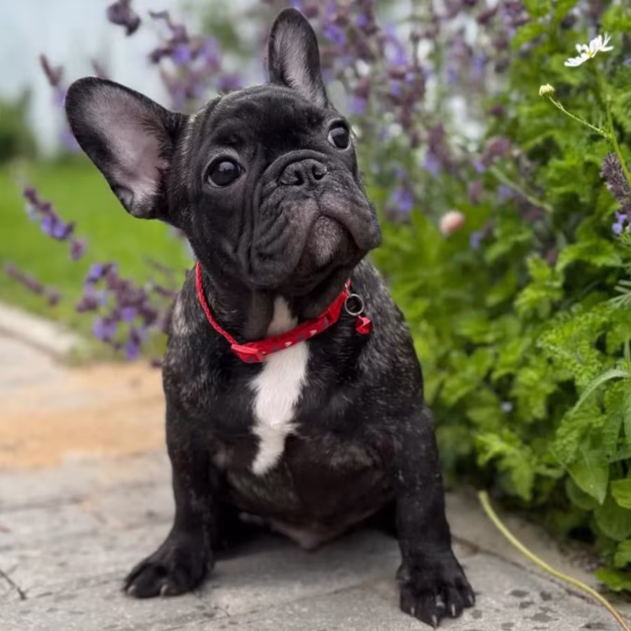 Papillon Puppies for Sale  2 Boys and 1 Girl  San Jose, CA