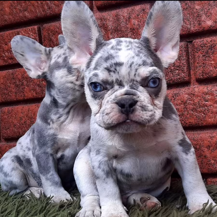 Female Papillon Puppy for Sale  12 Weeks Old  Fort Worth, TX