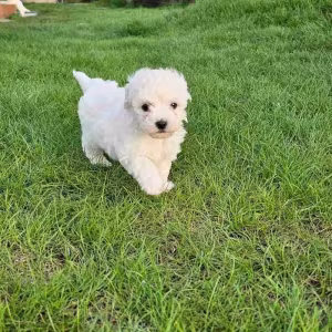 Adorable Bichon Frise Puppies for Sale