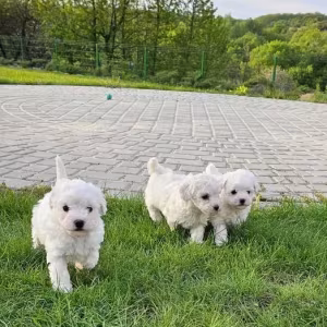 Adorable Bichon Frise Puppies for Sale