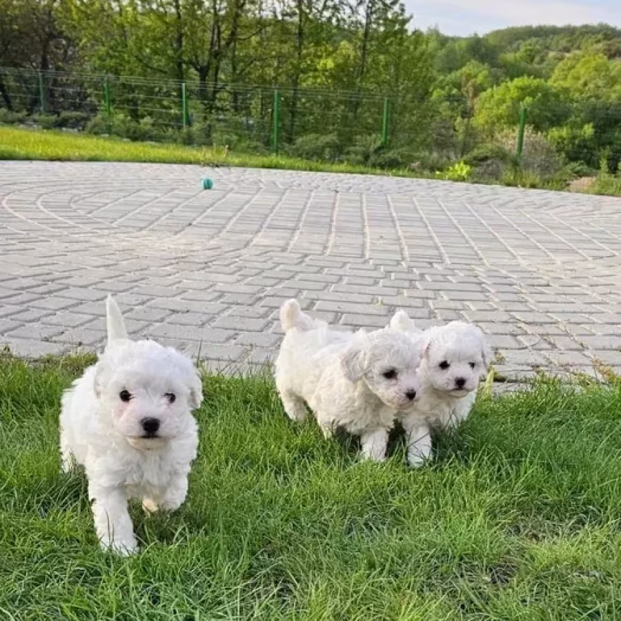 Adorable Bichon Frise Puppies for Sale