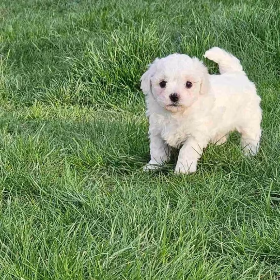 Adorable Bichon Frise Puppies for Sale