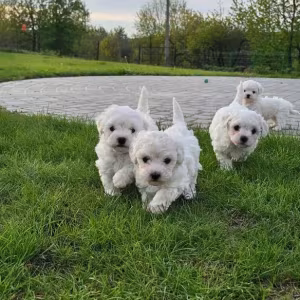 Adorable Bichon Frise Puppies for Sale