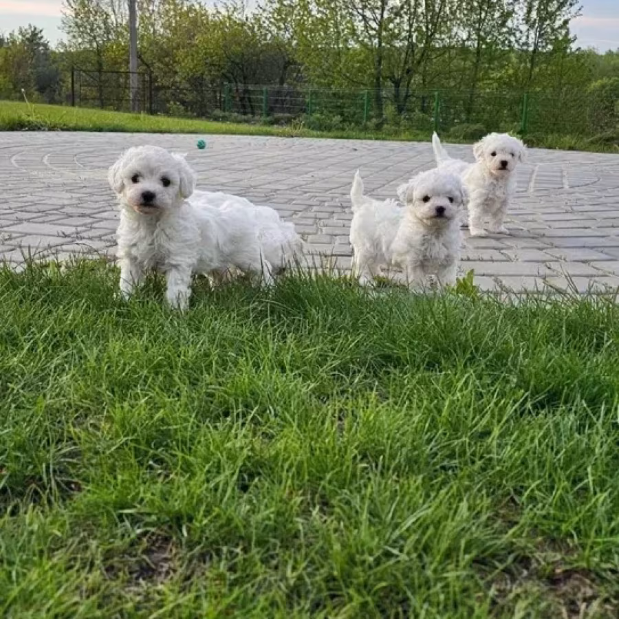 Adorable Bichon Frise Puppies for Sale
