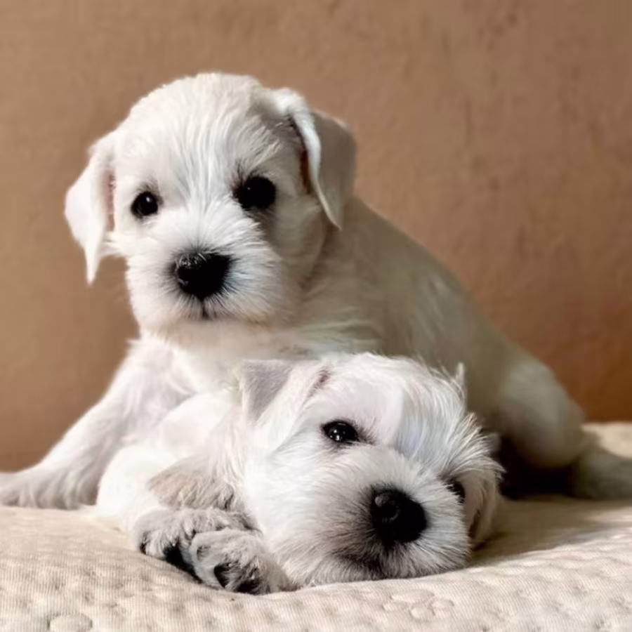 Miniature Schnauzer Puppies Looking for a Home  Queens, NY