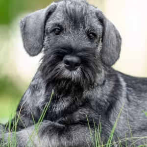 Mini Schnauzer Girl Puppy Looking for a Family  Chicago, IL