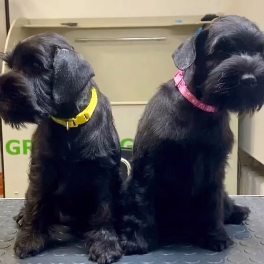 Two Miniature Schnauzer Boys  12 Weeks Old  Philadelphia, PA