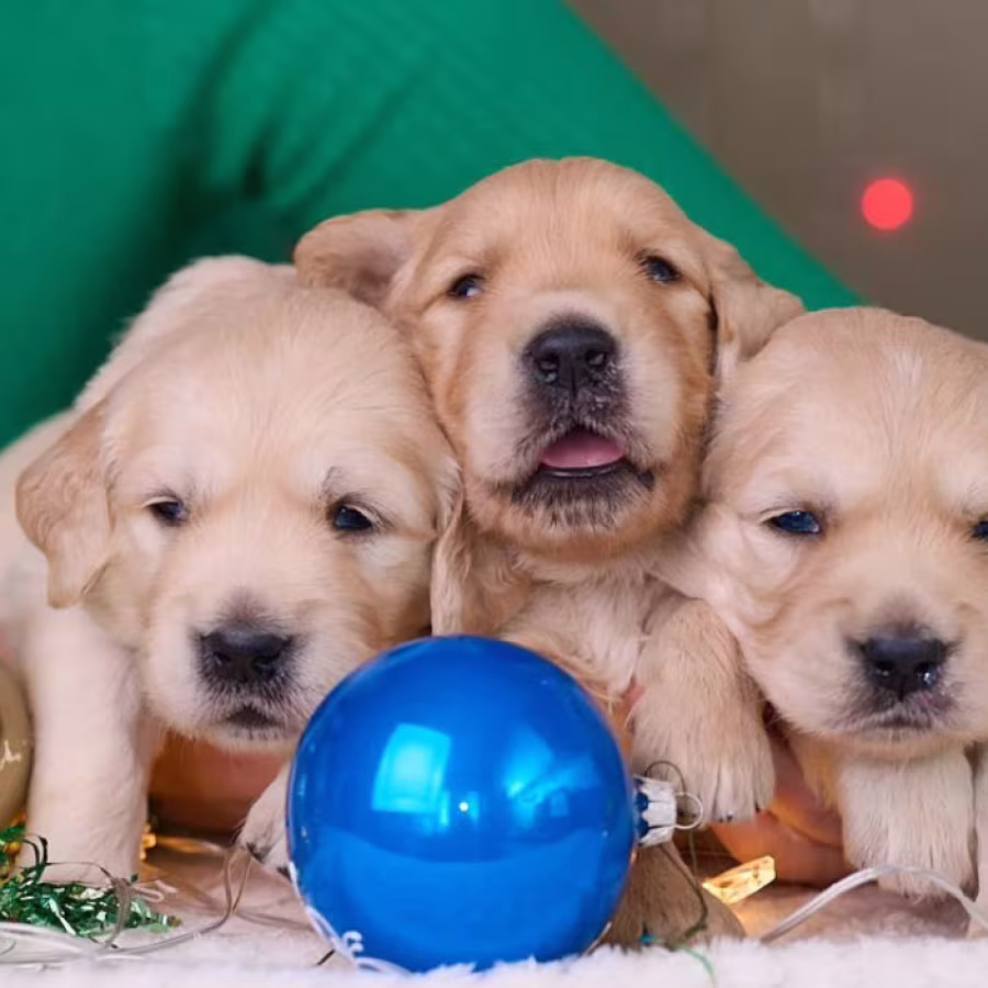Golden Retriever Puppies for Sale Dallas, TX