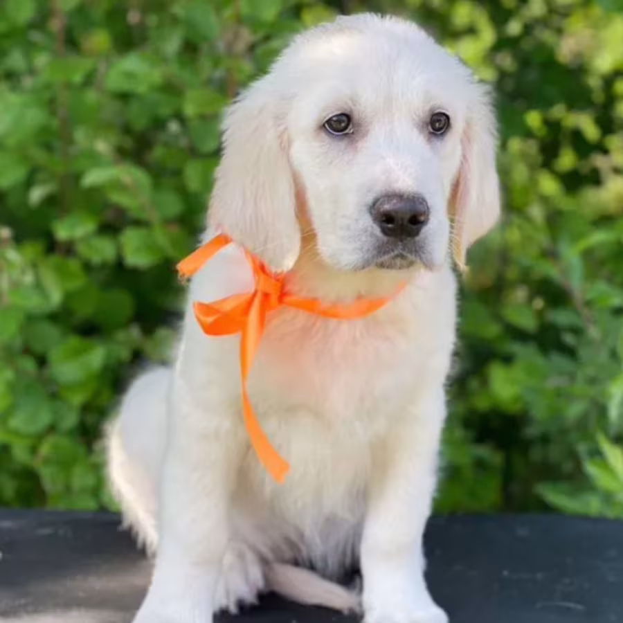12-Week-Old Female Golden Retriever Puppy Jacksonville, FL