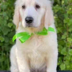 12-Week-Old Female Golden Retriever Puppy Jacksonville, FL