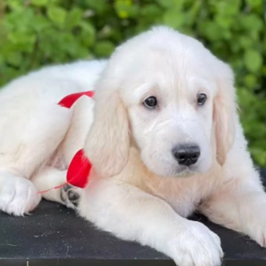 12-Week-Old Female Golden Retriever Puppy Jacksonville, FL