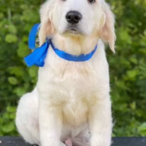 12-Week-Old Female Golden Retriever Puppy Jacksonville, FL