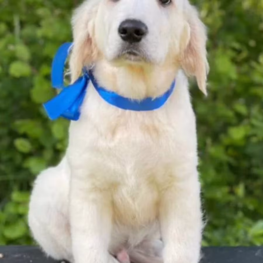 12-Week-Old Female Golden Retriever Puppy Jacksonville, FL