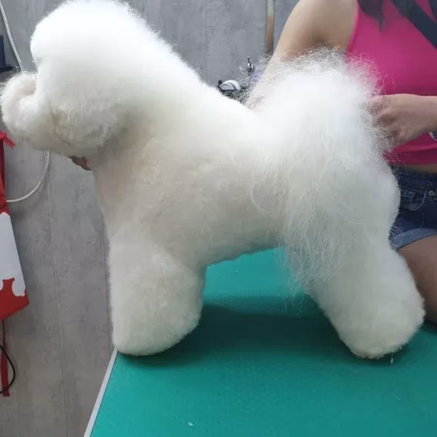 Adorable Bichon Frise Puppies for Sale!