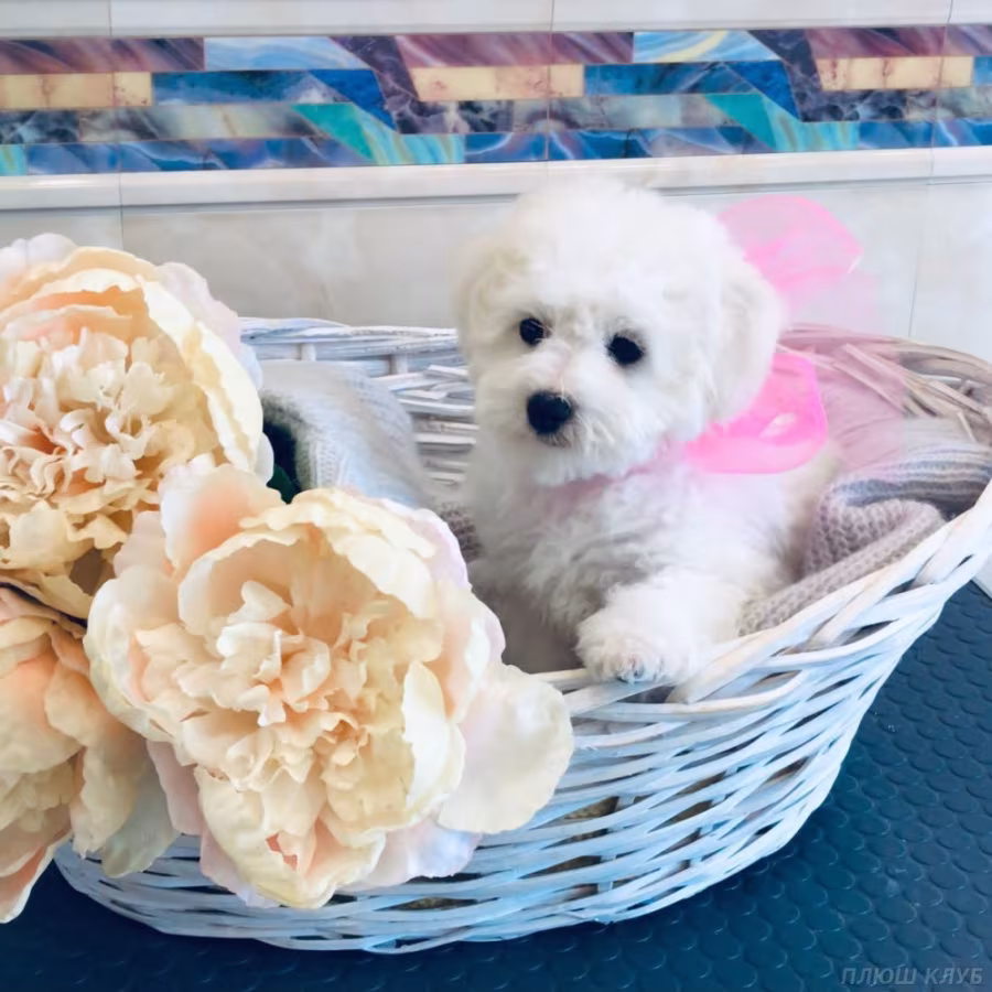 Adorable Bichon Frise Puppies for Sale!
