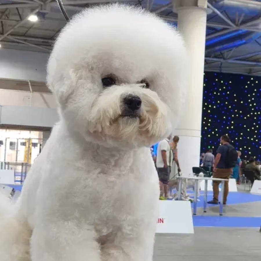 Adorable Bichon Frise Puppies for Sale!