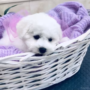 Adorable Bichon Frise Puppies for Sale!