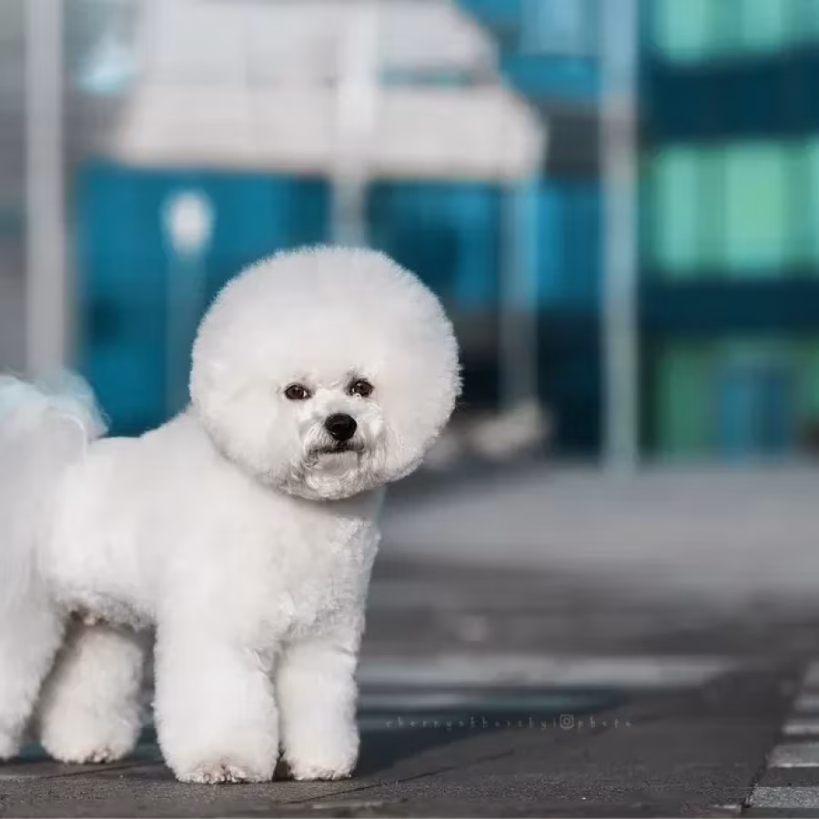Male Bichon Frise Puppy for Sale - 4 Months Old!