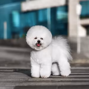 Male Bichon Frise Puppy for Sale - 4 Months Old!
