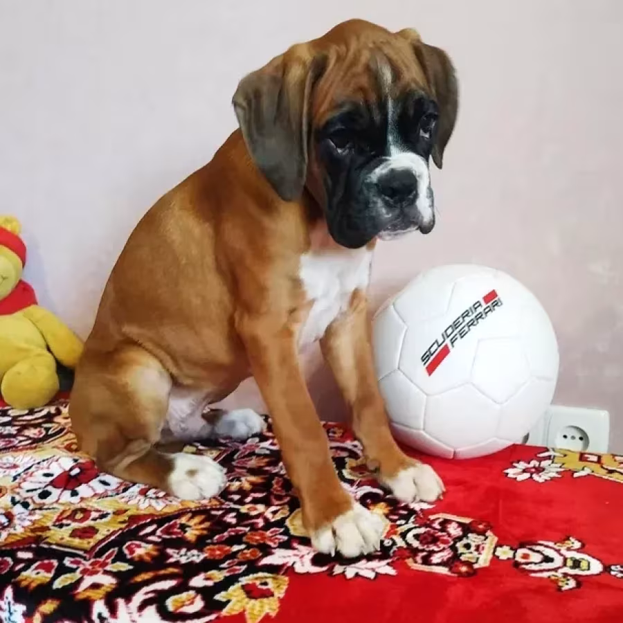 Adorable Male Boxer Puppies for Sale!