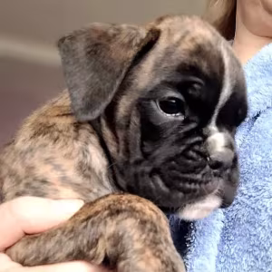 Boxer Puppies Available Soon!