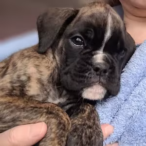 Boxer Puppies Available Soon!